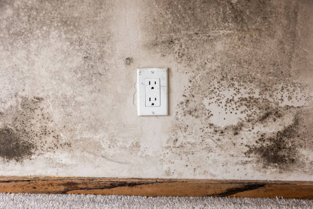 Best Dehumidification Services  in Rheems, PA