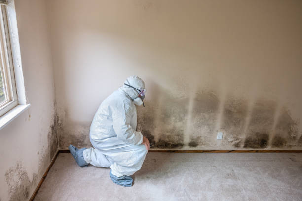 Professional Mold Removal in Rheems, PA