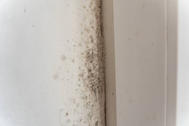 Best Air Quality Testing for Mold Spores  in Rheems, PA